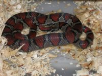 LMM2003A08 Fauna #1.jpg