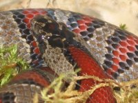 LMM2003A01 Fauna #2.jpg