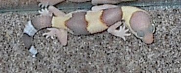 babyalbino1.jpg