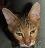 Simba2.JPG