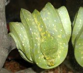 chondro.jpg