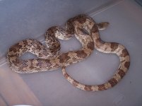 spine-wc-001 a.JPG