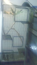 iggiesnewcage1.jpg