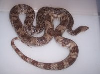 spine-wc-003 a.JPG