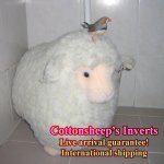 babe on sheep head.jpg