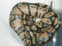 newborn1-2.jpg