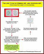coccidia_lifecycle.gif