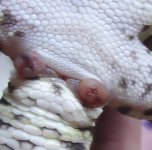 1.26.06 prolapse.jpg
