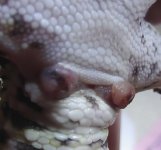 1.26.06 prolapse2.jpg