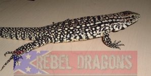 Tegu1.jpg