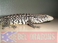 Tegu3.jpg