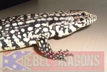 Tegu.jpg