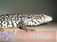 Tegu2.jpg