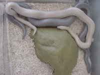 Rosy Copulation 8.JPG