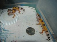 Baby Geckos 003 sm.jpg