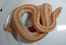 rosy-boa-all-good-12`31`03.jpg