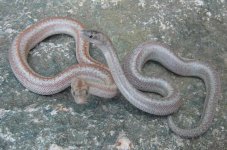 2005 baby double het and anery comparison.jpg