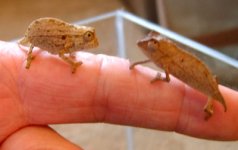 male & female 016.jpg