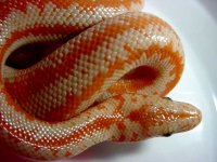 rosy-boa-vvclose-good-12`31.jpg