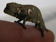 baby cham 008.jpg