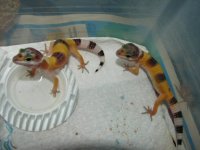 Baby Geckos 004 sm.jpg