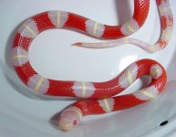 female-nelson-noneaterclose.jpg