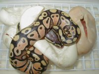 newborn2-3.jpg