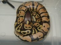 newborn1-3.jpg