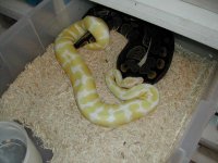 albino breeding.jpg