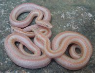2005 Baby Pastel Albinos (het Snow) 10.jpg