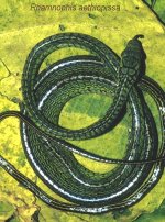 rhamnophis.jpg