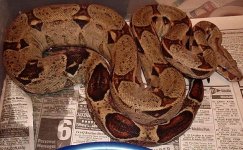 picture 023 ronne pastel poss het albino.jpg