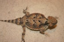 Spikes Body small.jpg