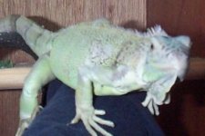 iggy9.jpg