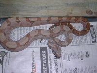 ghoast-salm-hypo-B15 014.jpg