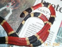 Coral Snake dead.jpg