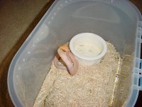 AlMon03.jpg