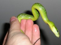 redtailed 1.JPG