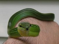 redtailed 2.JPG