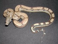 tn_Arabeques Male 100% het albino.JPG