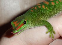 daygecko_1.jpg