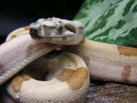 hypoalbinoaneryghostindoors 005.jpg