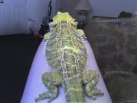 Picture 003.jpg