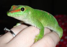 daygecko_2.jpg