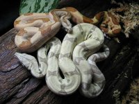 hypoalbinoaneryghostindoors 011.jpg