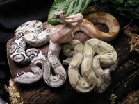 hypoalbinoaneryghostindoors 015.jpg