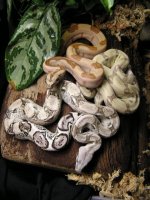 hypoalbinoaneryghostindoors 018.jpg