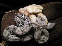 hypoalbinoaneryghostindoors 023.jpg