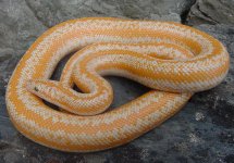 Whitewater albino MC 3.jpg