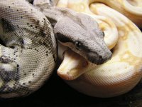 hypoalbinoaneryghostindoors 024.jpg
